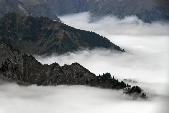 Ridge with conifers sticking out of fog, Allg&auml;u Alps, near Oberstdorf, Oberallg&auml;u, Allg&auml;u, Bavaria, Germany