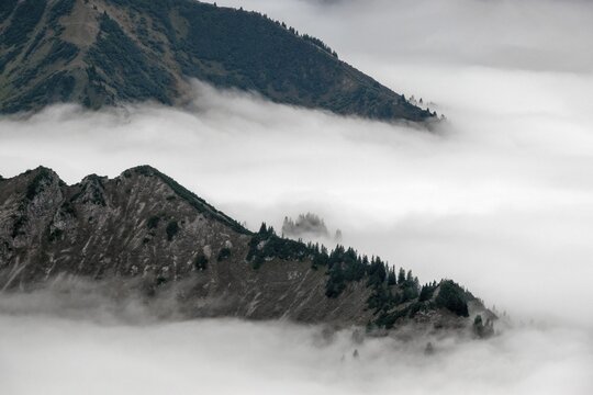 Ridge with conifers sticking out of fog, Allg&auml;u Alps, near Oberstdorf, Oberallg&auml;u, Allg&auml;u, Bavaria, Germany
