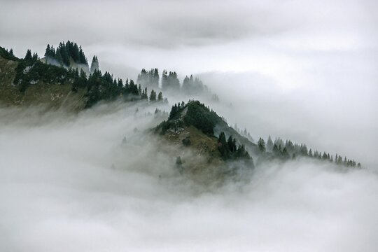 Ridge with conifers sticking out of fog, Allg&auml;u Alps, near Oberstdorf, Oberallg&auml;u, Allg&auml;u, Bavaria, Germany