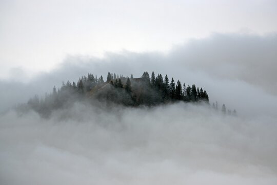 Ridge with conifers sticking out of fog, Allg&auml;u Alps, near Oberstdorf, Oberallg&auml;u, Allg&auml;u, Bavaria, Germany