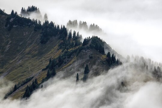 Ridge with conifers sticking out of fog, Allg&auml;u Alps, near Oberstdorf, Oberallg&auml;u, Allg&auml;u, Bavaria, Germany