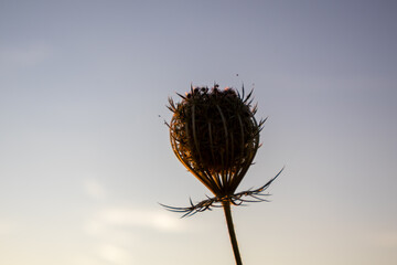 dandelion seed head