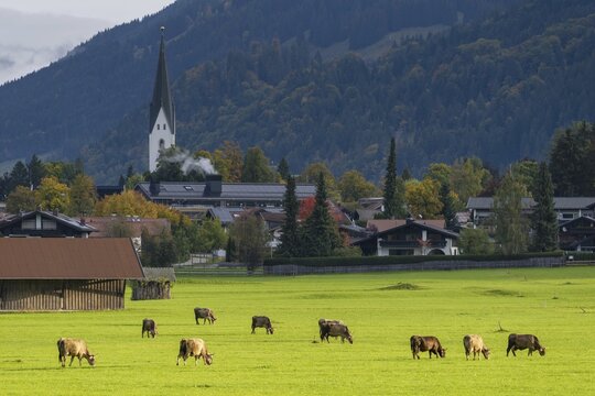 Cows, Allg&auml;u brown cattle, pasture at sunrise, Loretto meadows, near Oberstdorf, Allg&auml;u, Bavaria, Germany