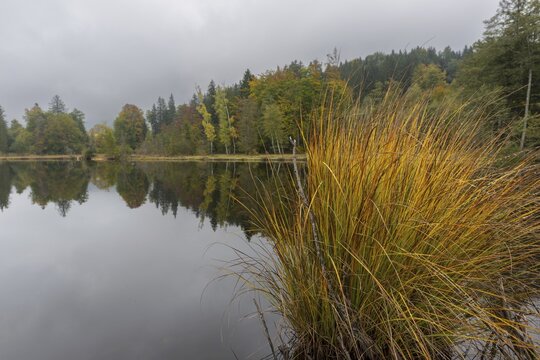 Pond rushes (Sch&ouml;noplectus lacustris) in autumn colors, autumn at the moor pond near Oberstdorf, Oberallg&auml;u, Allg&auml;u, Bavaria, Germany
