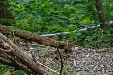 bird on the tree