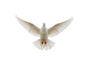 Isolated Peace Dove flying straight ahead with wings spread wide for graceful flight action