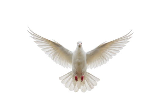 Isolated Peace Dove flying straight ahead with wings spread wide for graceful flight action