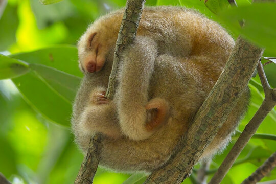Silky Anteater, (Cyclopes didactylus), curled up sleeping on a branch in a tree at the Caroni Swamp nature reserve, Trinidad and Tobago, West Indies.