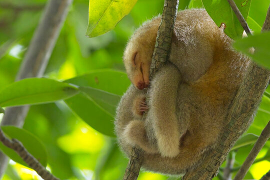 Silky Anteater, (Cyclopes didactylus), curled up sleeping on a branch in a tree at the Caroni Swamp nature reserve, Trinidad and Tobago, West Indies.