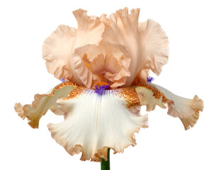 Close-up of a ruffled peach-colored flower with detailed petals on black background