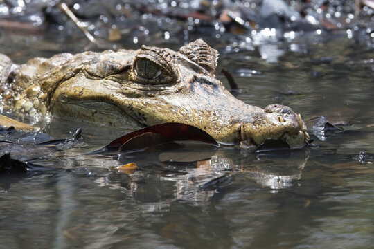 Spectacled Caiman, also known as the white caiman, common caiman, and speckled caiman, (Caiman crocodilus) in the Caroni Swamp nature reserve, Trinidad and Tobago, West Indies.