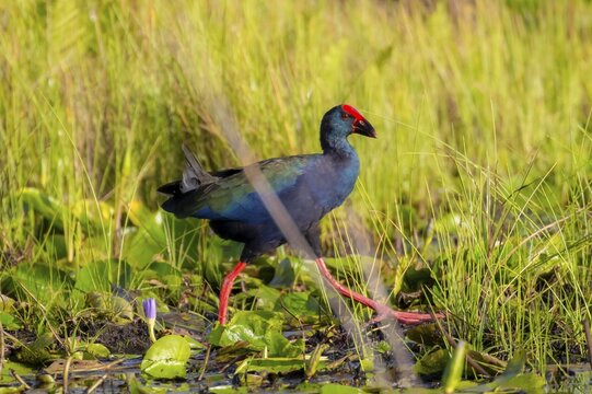 Emerald partridge (Porphyrio madagascariensis), walking on water lily pads, foraging, Mabamba Swamp, Lake Victoria, Uganda