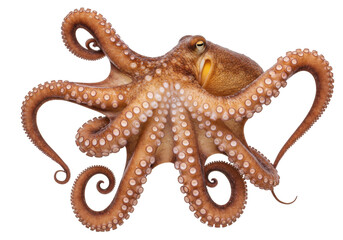 Isolated octopus with tentacles in a curl, a sea animal against a plain backdrop © Marigold