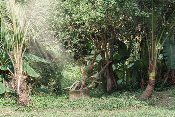 Sunlit tropical greenery with twisted tree branches and lush foliage, highlighting natural growth, serenity, and forest texture.