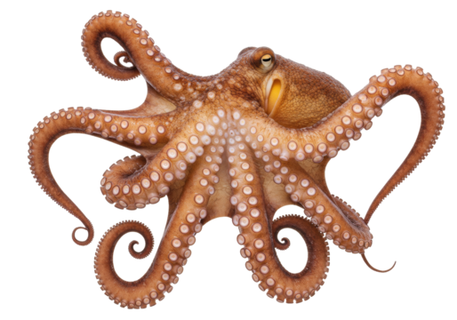 Isolated octopus with tentacles in a curl, a sea animal against a plain backdrop