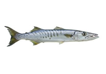 Isolated predatory barracuda fish swimming in ocean for seafood market, no background