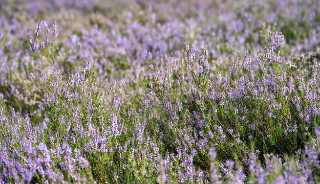 Heather, purple flowering heather (Calluna vulgaris), L&uuml;neburg Heath nature reserve, Lower Saxony, Germany