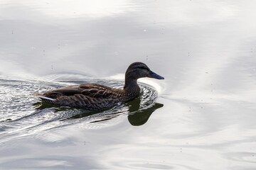 wild duck in snow