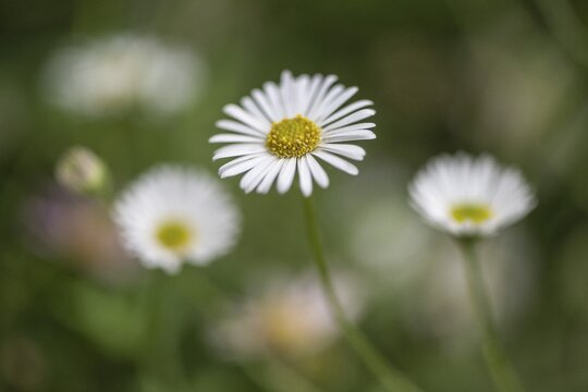 Spanish daisy (Erigeron karavinskianus), Rhineland-Palatinate, Germany
