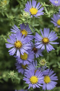 Aromatic aster (Symphotrichum oblongifolium), Rhineland-Palatinate, Germany