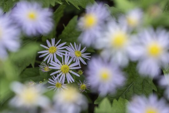 Wild aster (acer ageratoides), Rhineland-Palatinate, Germany