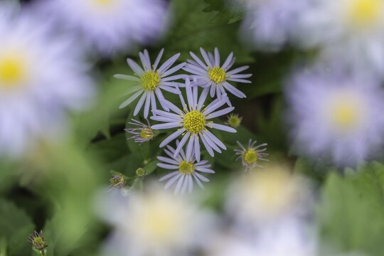 Wild aster (acer ageratoides), Rhineland-Palatinate, Germany