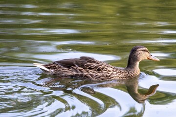 duck on the water