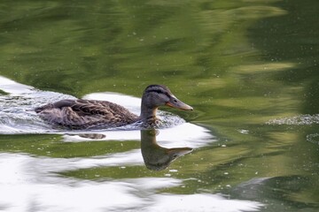 duck on the water