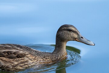 duck on the water