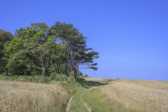 Hike from Yport to Etretat through grain fields, Yport, D&eacute;partement Seine-Maritime, France