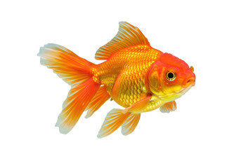 Isolated colorful fancy goldfish swimming gracefully, a vibrant pet fish in a serene motion