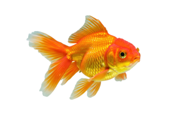 Isolated colorful fancy goldfish swimming gracefully, a vibrant pet fish in a serene motion