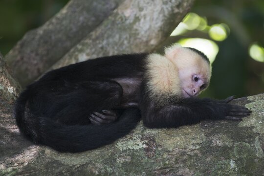 White-shouldered capuchin monkey (Cebus capucinus), Manuel Antonio National Park, Costa Rica