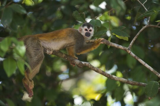 Central American squirrel monkey (Saimiri oerstedii), Manuel Antonio National Park, Costa Rica