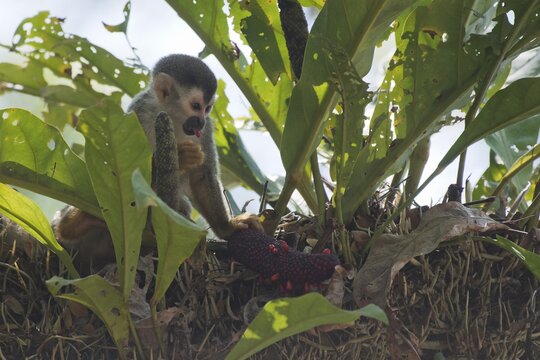 Central American squirrel monkey (Saimiri oerstedii), Manuel Antonio National Park, Costa Rica