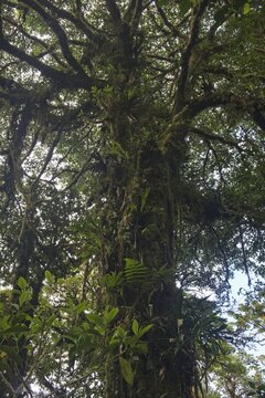 Cloud forest, Reserva biologica Bosque Nubosa, Costa Rica