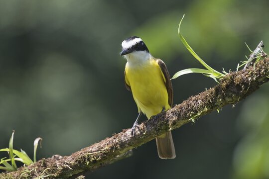 Sulphur Tyrant (Pitangus sulfuratus), Costa Rica