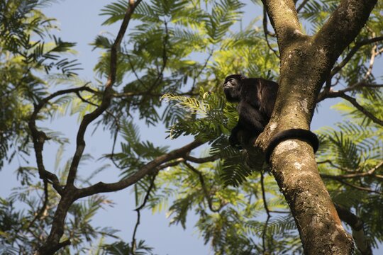 Howler monkey (Alluatta pallata), Tortuguero National Park, Costa Rica
