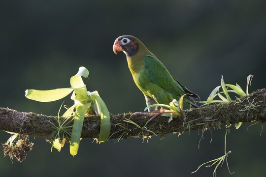 Grey-cheeked parrot (Pyrilia haematotis), Costa Rica