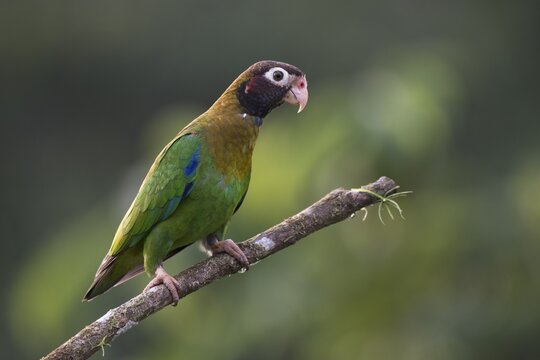 Grey-cheeked parrot (Pyrilia haematotis), Costa Rica
