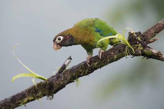Grey-cheeked parrot (Pyrilia haematotis), Costa Rica