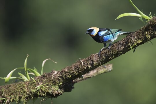 Purple-masked Tanager (Tangara larvata), Costa Rica