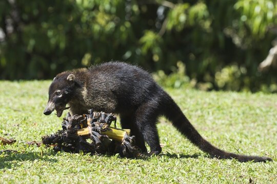 White-nosed coati (Nasura narica), Costa Rica