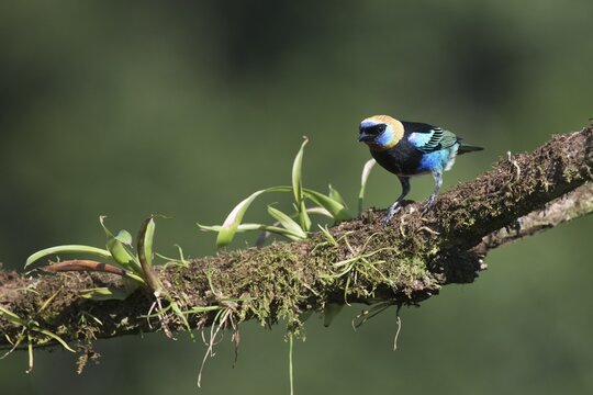 Purple-masked Tanager (Tangara larvata), Costa Rica