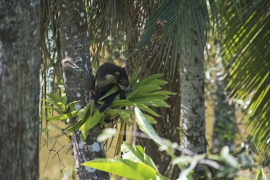 White-nosed coati (Nasura narica), Costa Rica