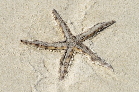 Dried starfish lying in the sand, Charlie Beach, Koh Mook Island, Andaman Sea, Thailand, Southeast Asia