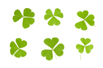 leaf clover set isolated on white or transparent png