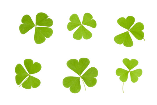 leaf clover set isolated on white or transparent png