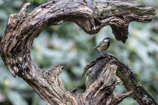 Great tit (Parus major) sitting on a heart-shaped tree stump, Emsland, Lower Saxony, Germany