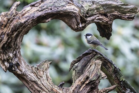 Great tit (Parus major) sitting on a heart-shaped tree stump, Emsland, Lower Saxony, Germany